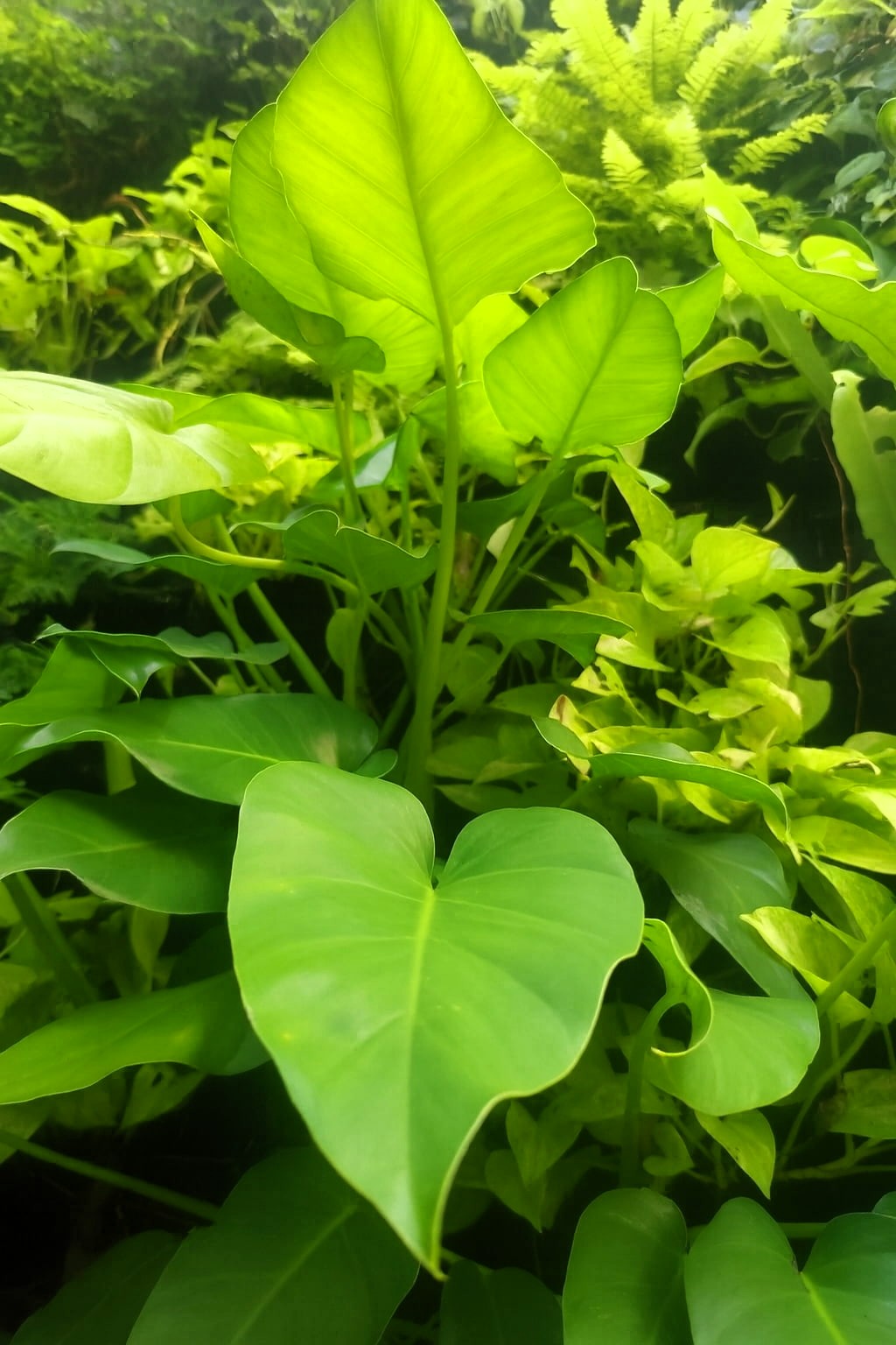 May Flowers Horticulture Installation 88